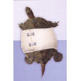 Krya på dig Sköldpadda med bandage