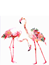 Utan text Flamingo